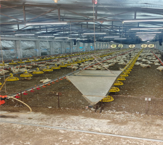 Feed Management