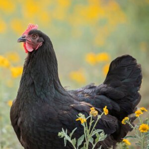 Black Australorp Chicks