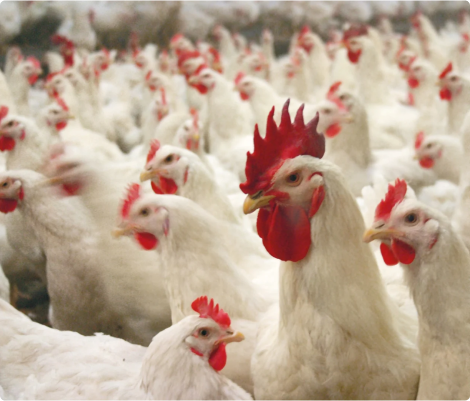 Poultry Feed